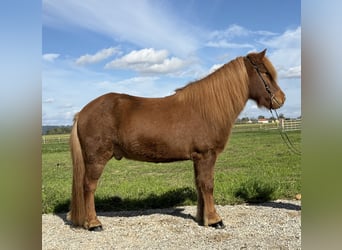 Pony Islandese, Castrone, 9 Anni, 146 cm, Sauro