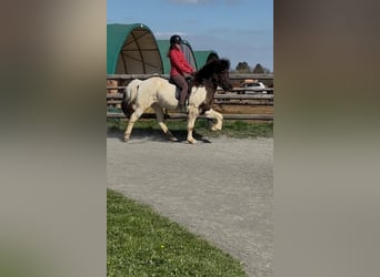 Pony Islandese, Castrone, 9 Anni, 147 cm, Pezzato