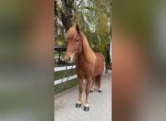Pony Islandese, Castrone, 9 Anni, 147 cm, Sauro