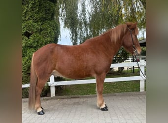 Pony Islandese, Castrone, 9 Anni, 147 cm, Sauro