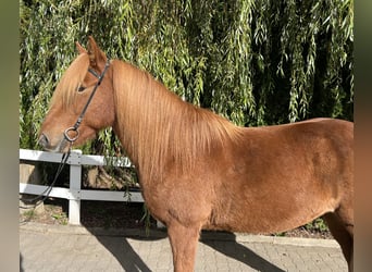 Pony Islandese, Castrone, 9 Anni, 147 cm, Sauro