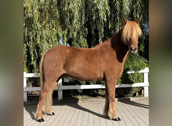 Pony Islandese, Castrone, 9 Anni, 147 cm, Sauro