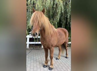 Pony Islandese, Castrone, 9 Anni, 147 cm, Sauro