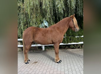 Pony Islandese, Castrone, 9 Anni, 147 cm, Sauro