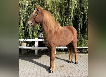 Pony Islandese, Castrone, 9 Anni, 147 cm, Sauro