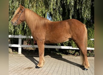 Pony Islandese, Castrone, 9 Anni, 147 cm, Sauro