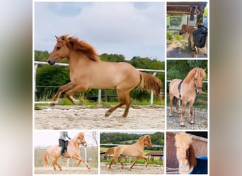 Pony Islandese, Castrone, 9 Anni, 152 cm, Falbo