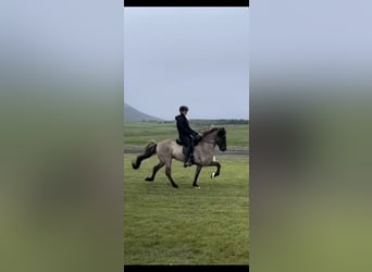 Pony Islandese, Castrone, 9 Anni, 153 cm, Leardo