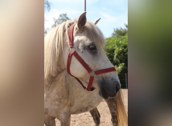 Pony Islandese Mix, Giumenta, 10 Anni, 120 cm, Grigio