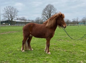 Pony Islandese, Giumenta, 10 Anni, 133 cm, Sauro