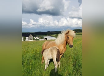 Pony Islandese, Giumenta, 10 Anni, 135 cm, Palomino