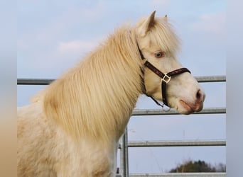 Pony Islandese, Giumenta, 10 Anni, 136 cm, Perlino
