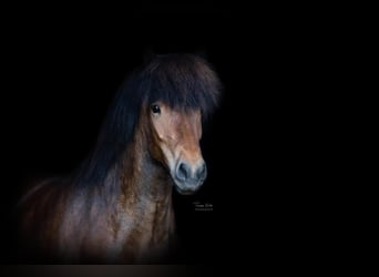 Pony Islandese, Giumenta, 10 Anni, 137 cm, Baio