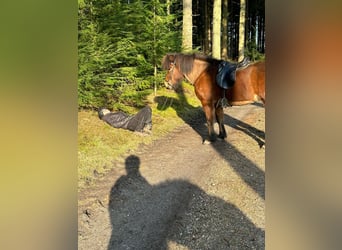 Pony Islandese, Giumenta, 10 Anni, 137 cm, Baio
