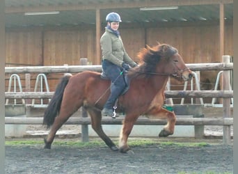 Pony Islandese, Giumenta, 10 Anni, 138 cm, Baio