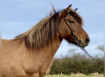 Pony Islandese, Giumenta, 10 Anni, 138 cm, Falbo