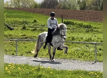 Pony Islandese, Giumenta, 10 Anni, 138 cm, Grigio