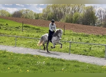 Pony Islandese, Giumenta, 10 Anni, 138 cm, Grigio