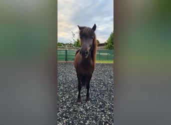 Pony Islandese, Giumenta, 10 Anni, 138 cm, Morello