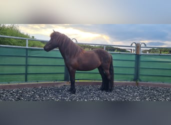 Pony Islandese, Giumenta, 10 Anni, 138 cm, Morello