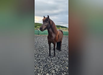 Pony Islandese, Giumenta, 10 Anni, 138 cm, Morello
