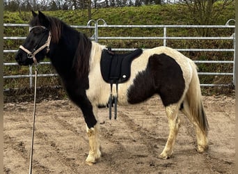 Pony Islandese, Giumenta, 10 Anni, 138 cm, Pezzato