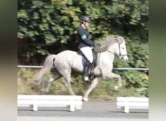 Pony Islandese, Giumenta, 10 Anni, 140 cm, Grigio