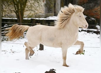 Pony Islandese, Giumenta, 10 Anni, 142 cm, Perlino