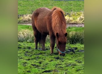 Pony Islandese, Giumenta, 10 Anni, 142 cm, Sauro ciliegia