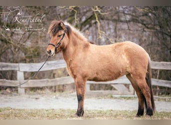 Pony Islandese, Giumenta, 10 Anni, 144 cm, Baio chiaro