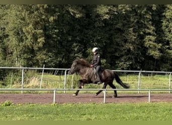 Pony Islandese, Giumenta, 10 Anni, 144 cm, Morello