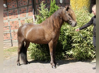 Pony Islandese, Giumenta, 10 Anni, 144 cm, Morello