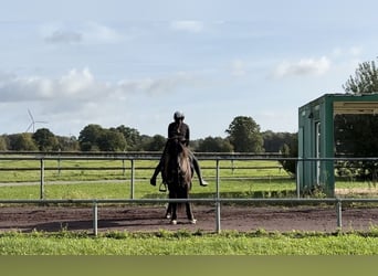 Pony Islandese, Giumenta, 10 Anni, 144 cm, Morello