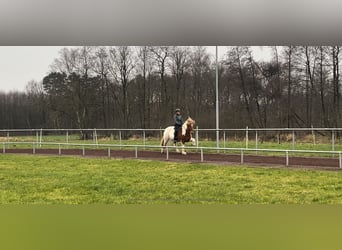 Pony Islandese, Giumenta, 10 Anni, 144 cm, Pezzato