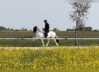 Pony Islandese, Giumenta, 10 Anni, 144 cm, Tobiano-tutti i colori