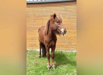 Pony Islandese, Giumenta, 10 Anni, 145 cm, Sauro