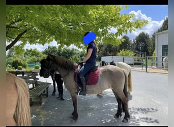 Pony Islandese, Giumenta, 10 Anni