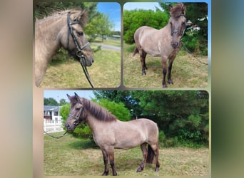 Pony Islandese, Giumenta, 10 Anni