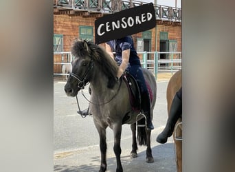 Pony Islandese, Giumenta, 10 Anni