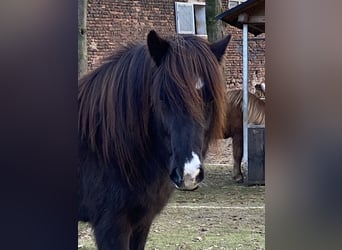 Pony Islandese, Giumenta, 10 Anni, Morello