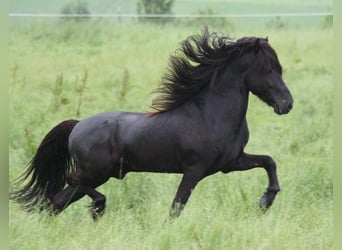 Pony Islandese, Giumenta, 10 Anni, Morello