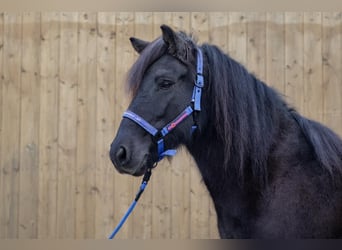 Pony Islandese, Giumenta, 10 Anni, Morello