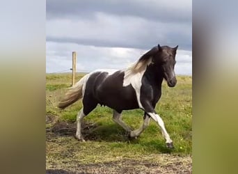 Pony Islandese, Giumenta, 10 Anni, Pezzato