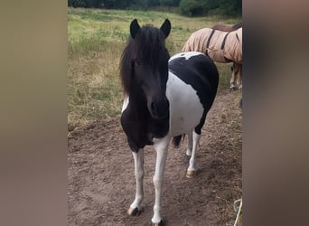 Pony Islandese, Giumenta, 10 Anni, Pezzato