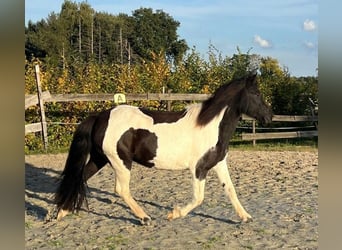Pony Islandese, Giumenta, 10 Anni, Pezzato