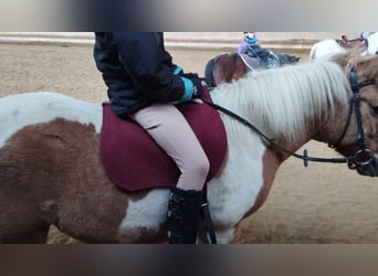 Pony Islandese Mix, Giumenta, 11 Anni, 121 cm, Pezzato