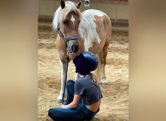 Pony Islandese Mix, Giumenta, 11 Anni, 121 cm, Pezzato