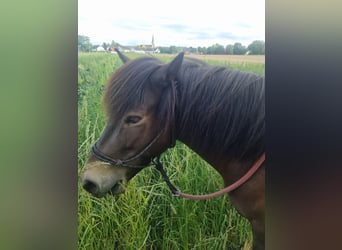 Pony Islandese, Giumenta, 11 Anni, 130 cm, Baio scuro
