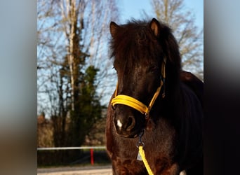 Pony Islandese, Giumenta, 11 Anni, 134 cm, Baio scuro