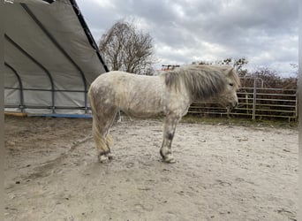 Pony Islandese, Giumenta, 11 Anni, 135 cm, Grigio pezzato